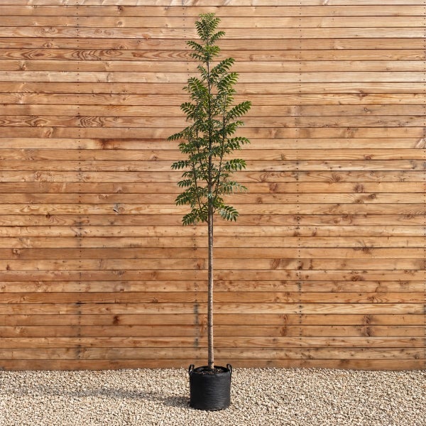 Hoher Baum als Hochstamm in einem schwarzen Pflanzgefäß vor einer hölzernen Sichtschutzwand.