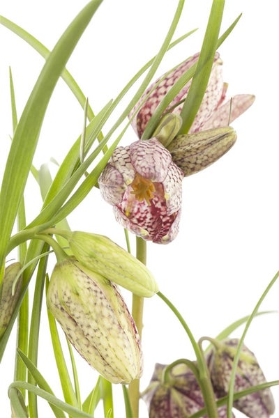 Fritillaria meleagris, Schachbrettblume, ca. 9x9 cm Topf, einzigartig