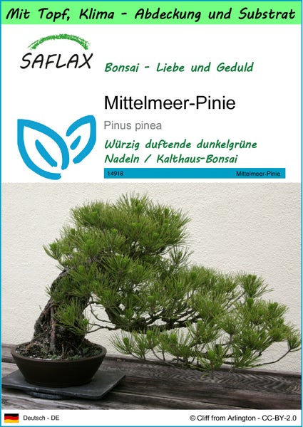SAFLAX Garden to go - Mittelmeer-Pinie - Pinus pinea - 6 Samen - Mit Topf, Klima - Deckel und Anzuchtsubstrat