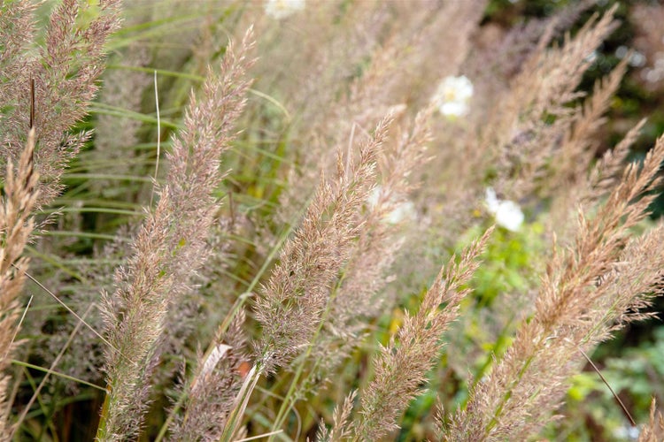 Nahaufnahme von Ziergräsern im Garten