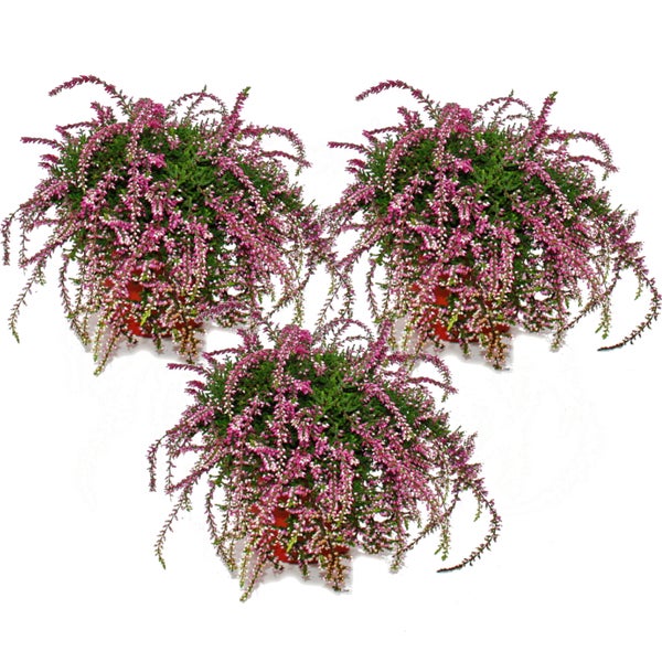 Hängende Calluna Set mit 3 Pflanzen hängende Besenheide Heidepflanze winterhart 12cm Topf rosa