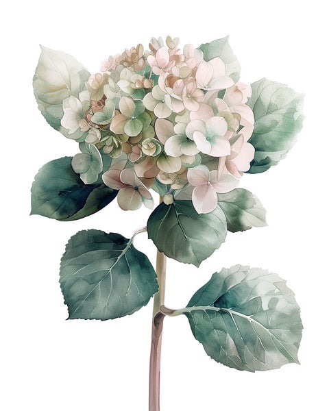 Illustration einer Hortensienblüte mit Stiel und Blättern