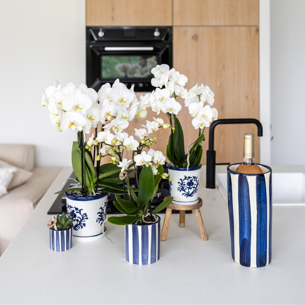 Kolibri Orchideen weiße Phalaenopsis Orchidee Amabilis + Malaga Ziertopf blau Topfgröße 9cm blühende Zimmerpflanze