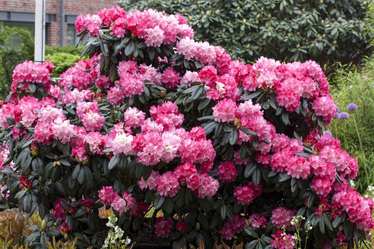 Rhododendron yakushimanum 'Fantastica', rosa-rot, 30–40 cm