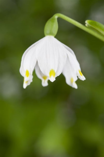 Leucojum vernum, Märzenbecher, weiß, ca. 9x9 cm Topf