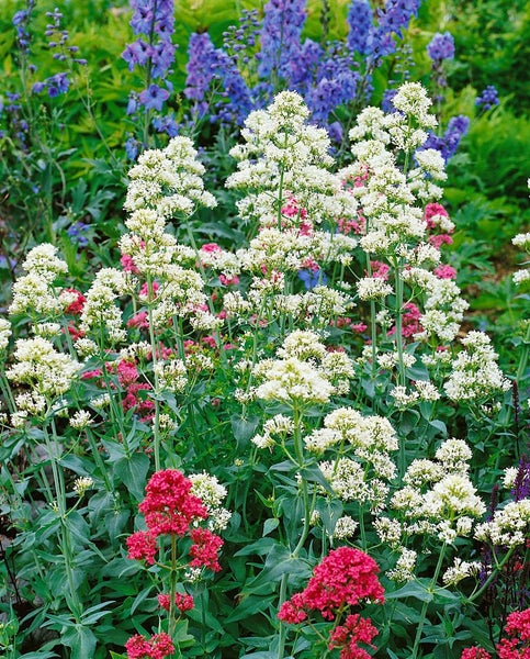 Centranthus ruber 'Albus', Spornblume, weiß, ca. 9x9 cm Topf