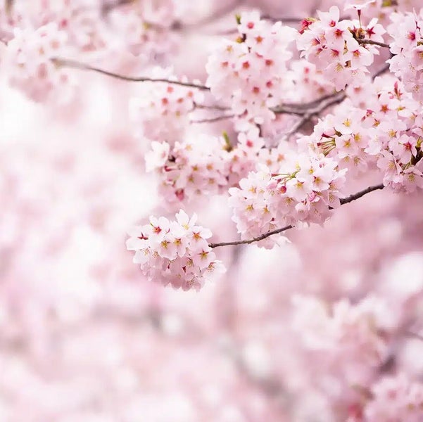 Blühende Kirschblüten an den Zweigen einer Zierkirsche im Frühling.