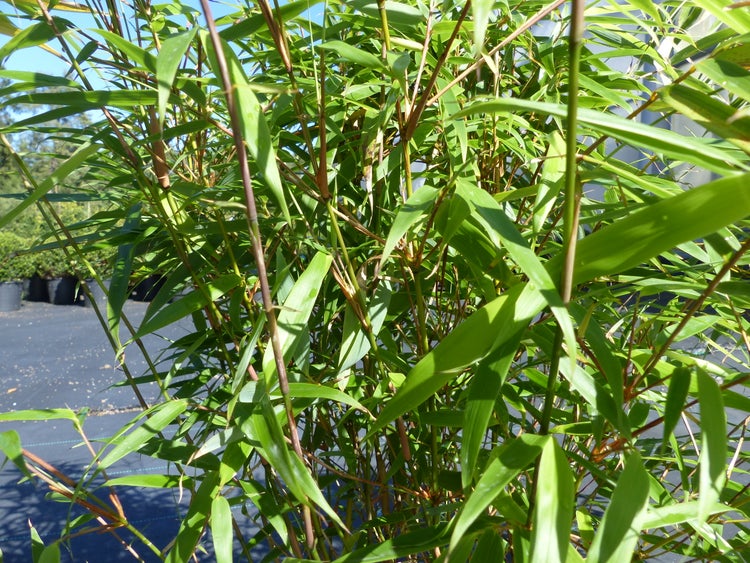 Bambuspflanze mit vielen Halmen und lanzettlichen Blättern als Gartenpflanze im Außenbereich