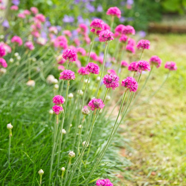 Armeria maritima Grasnelke mit kugelförmigen Blütenköpfen auf langen Stielen im Garten.