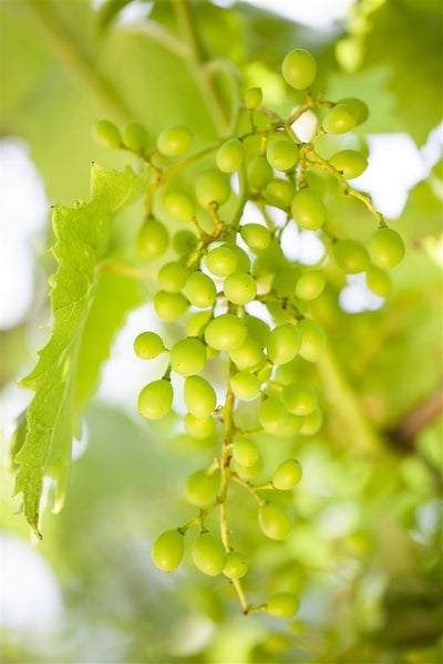 Vitis vinifera 'Muskateller', Weinrebe, 80–100 cm