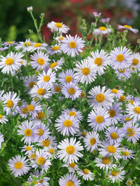 Kalimeris incisa 'Madiva', Japanische Aster, lila, ca. 9x9 cm Topf