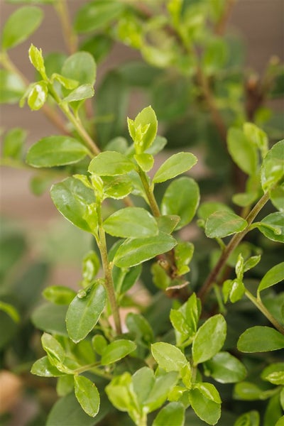 Ilex crenata 'Dark Green', Japanische Stechpalme, immergrün, 60–80 cm