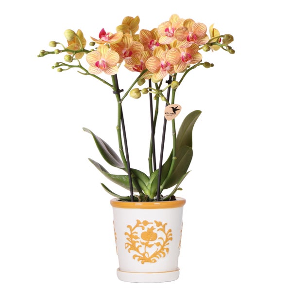 Orchideen in dekorativen Töpfen auf einem Tablett