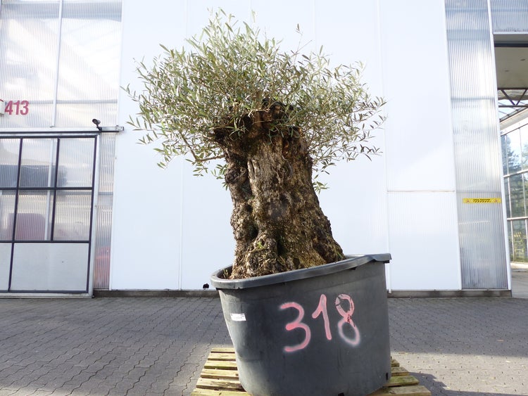 exakt dieser Baum Nr. 318, 180 cm, Olivenbaum, Bonsai, knorrige alte urige Olive winterhart