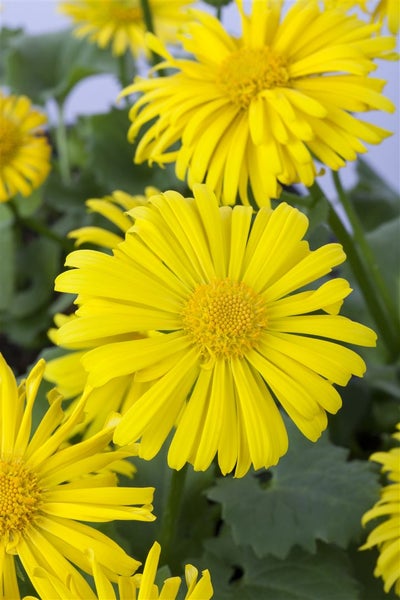 Doronicum orientale 'Magnificum', Gämswurz, gelb, ca. 9x9 cm Topf