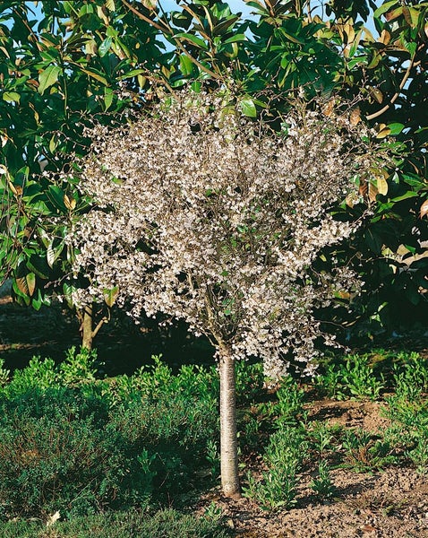 Prunus incisa 'Mikinori', Zierkirsche, rosa Blüten, 40–60 cm