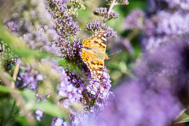 Buddleja davidii 'Empire Blue', Schmetterlingsflieder, blau, 60–100 cm