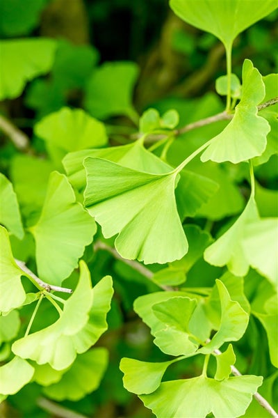 Ginkgo biloba 'Fastigiata', Fächerblattbaum, 100–125 cm