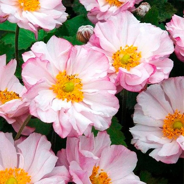 Nahaufnahme von rosa blühenden Herbst-Anemonen