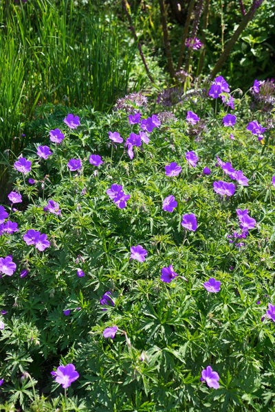 Geranium pratense 'Orion', Storchschnabel, blauviolett, ca. 9x9 cm Topf