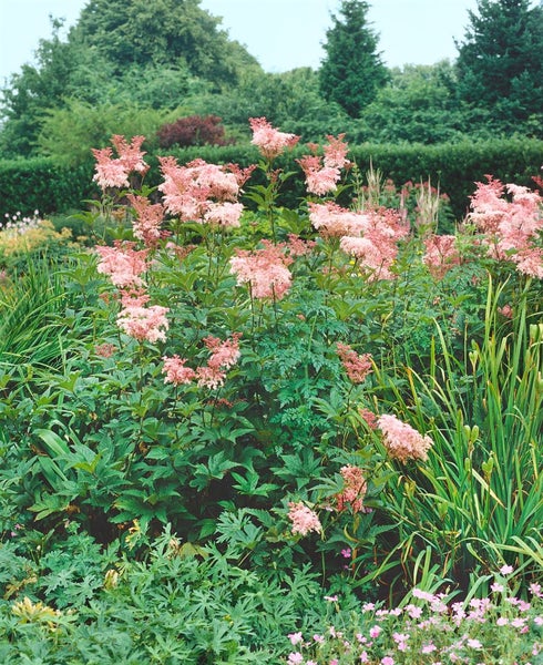 Filipendula rubra 'Venusta', Königin der Prärie, rosa, ca. 11x11 cm Topf