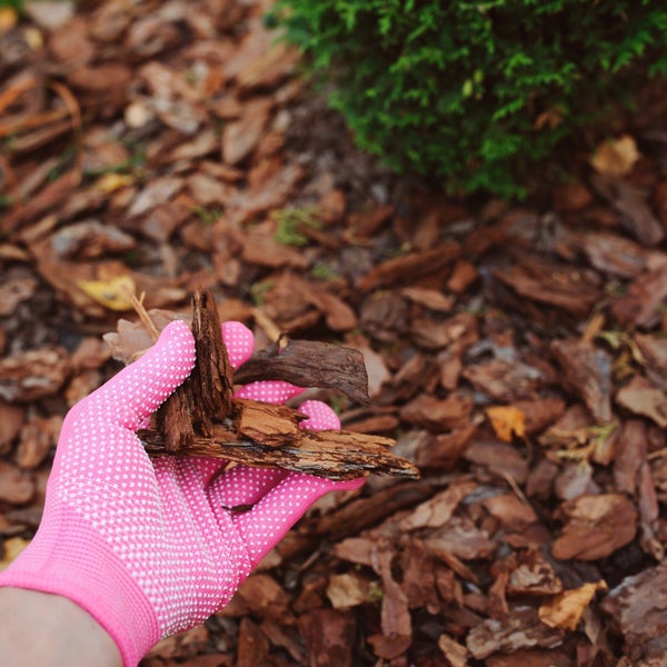 Hand im Gartenhandschuh hält Pinienrinde über einer Schicht Rindenmulch im Garten neben einer Pflanze.