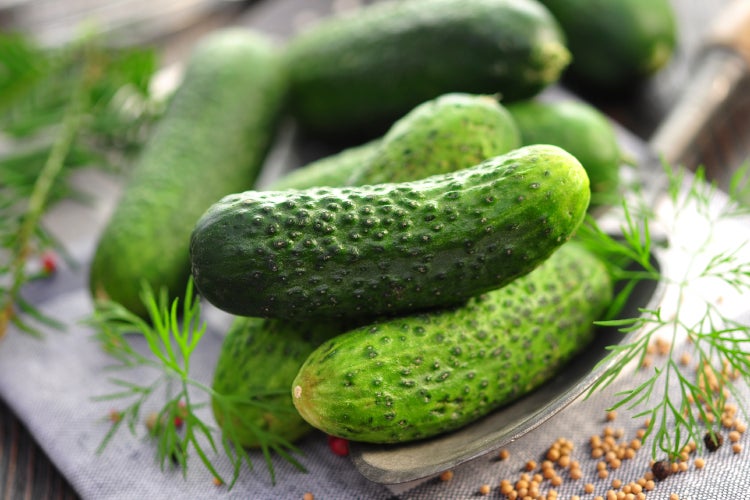 SAFLAX Garden to go - BIO - Gurke - Vorgebirgstraube - Cucumis sativus - 15 Samen - Mit Topf, Klima - Deckel und Anzuchtsubstrat