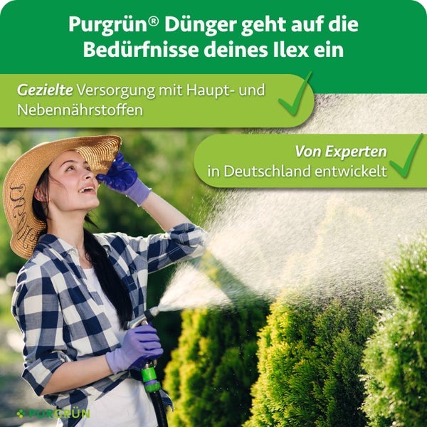 Frau mit Hut und Gartenhandschuhen gießt einen Ilex mit einem Gartenschlauch, ergänzt durch Informationen zu Purgrün Ilex Dünger.