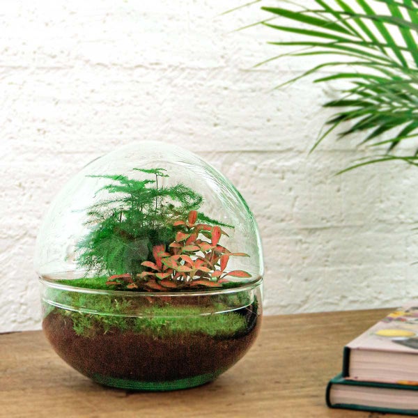 Flaschengarten Dome - Glaskugel - DIY-Pflanzenterrarium - 20 cm hoch - incl. Rechen und Schaufel