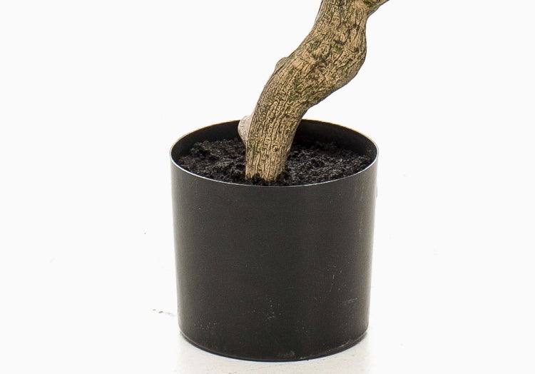 Nahaufnahme einer Zamioculcas zamiifolia Zimmerpflanze mit glänzenden grünen Blättern und kräftigen Stielen.