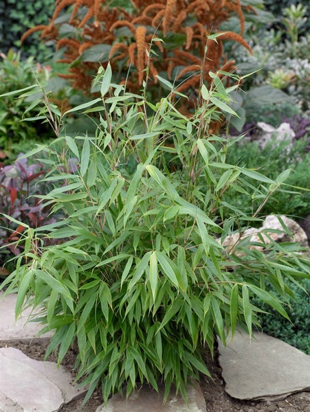 Fargesia robusta 'Pingwu', Bambus, 125–150 cm