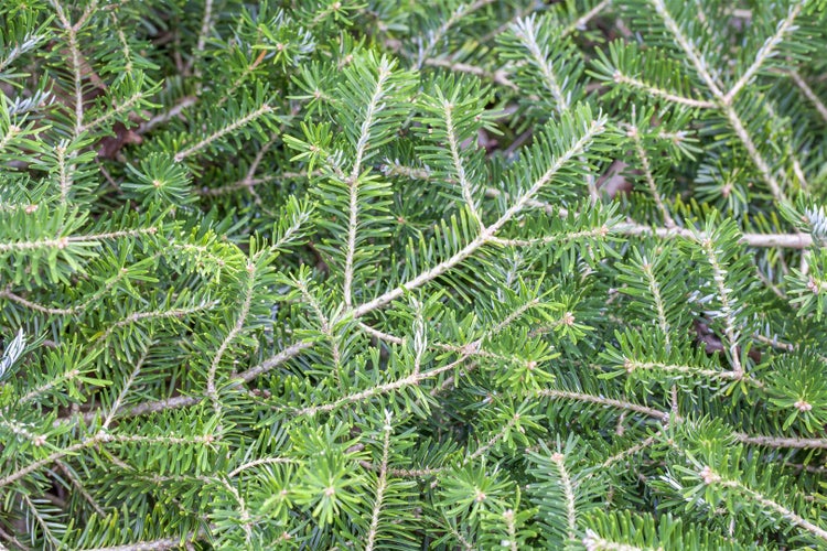 Nahaufnahme von Tannenzweigen