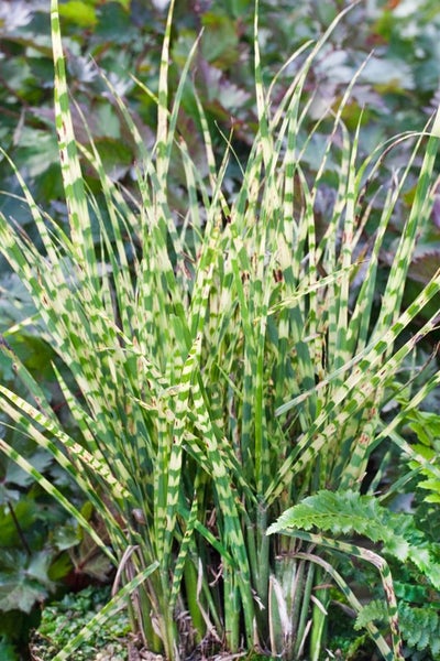 Miscanthus sinensis 'Gold Bar', Ziergras, gestreift, 2-3 Liter Container