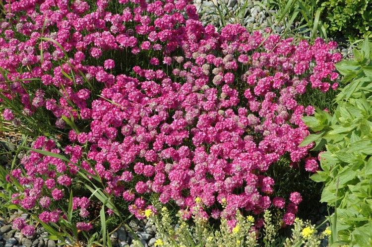 Armeria maritima 'Düsseldorfer Stolz', Grasnelke, rosa, ca. 9x9 cm Topf