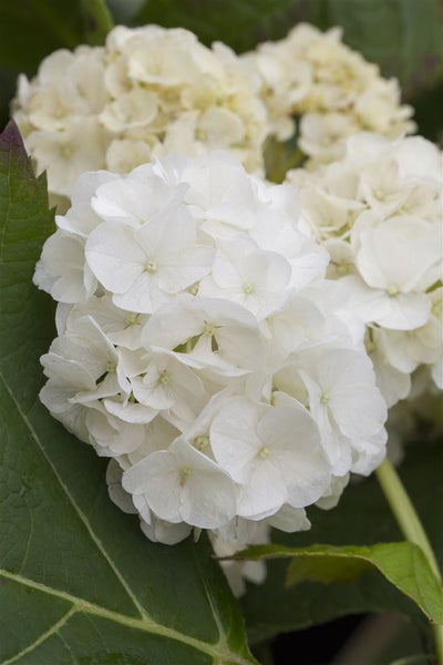 Hydrangea quercifolia 'Harmony', Eichenblatthortensie, weiß, 80–100 cm