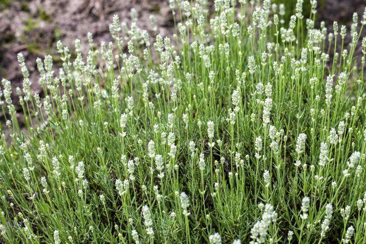 Lavandula angustifolia 'Arctic Snow', Lavendel, weiß, ca. 9x9 cm Topf