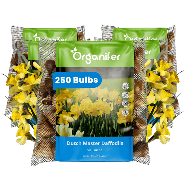 Fünf Packungen Organifer Narzissen Blumenzwiebeln Dutch Master insgesamt 250 Stück für den Garten