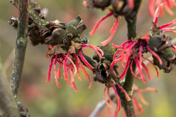 Hamamelis intermedia 'Ruby Glow', Zaubernuss, rot, 60–80 cm