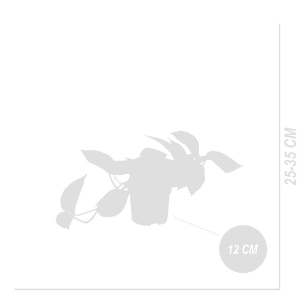 Bloomique - Scindapsus Aureum - Efeutute - Hängepflanze - Zimmerpflanzen - Kletterpflanzen für drinnen - Pflegeleicht - Luftreinigend - Höhe 10-20 cm - Topf 12 cm