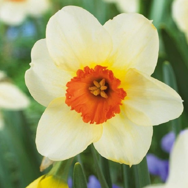 Narzissenblüte im Detail