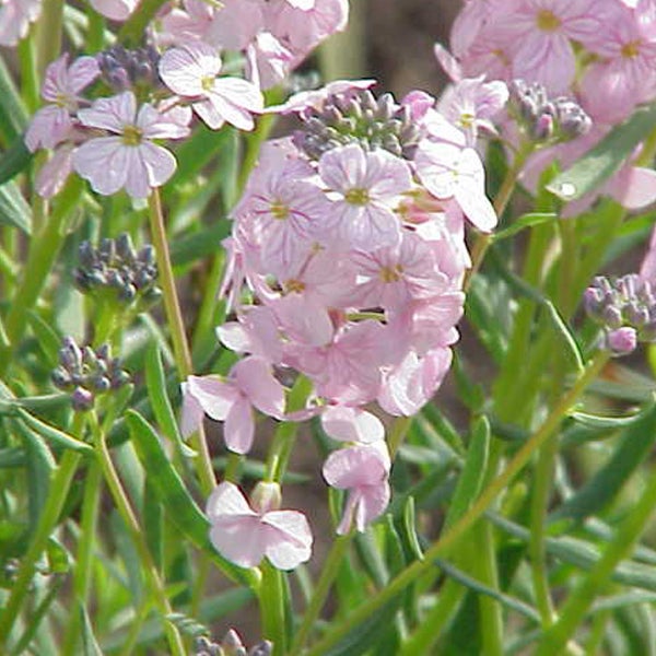 Nahaufnahme von rosa Nachtviolenblüten