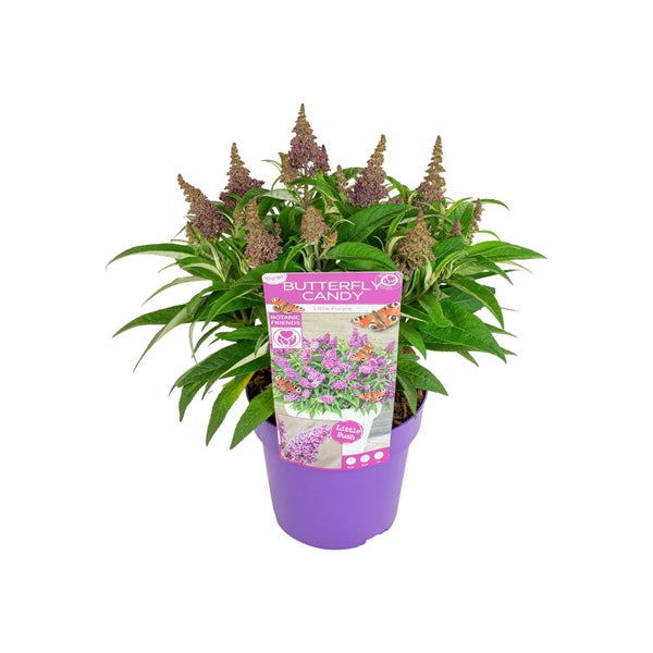 Schmetterlingsstrauch - Buddleja Butterfly Candy 'Little Purple' - Winterhart - ⌀19 cm - 40-50 cm