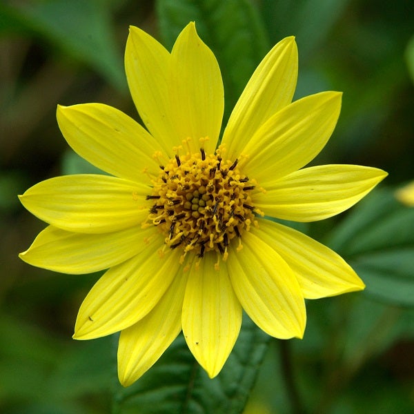 Gelbe Sonnenblume mit Blütenblättern