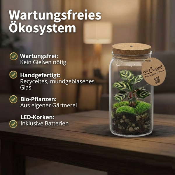 Wartungsfreies Ökosystem im Glas mit Pflanze, Moos und LED-Korken. Handgefertigtes Glas aus Recyclingmaterial.