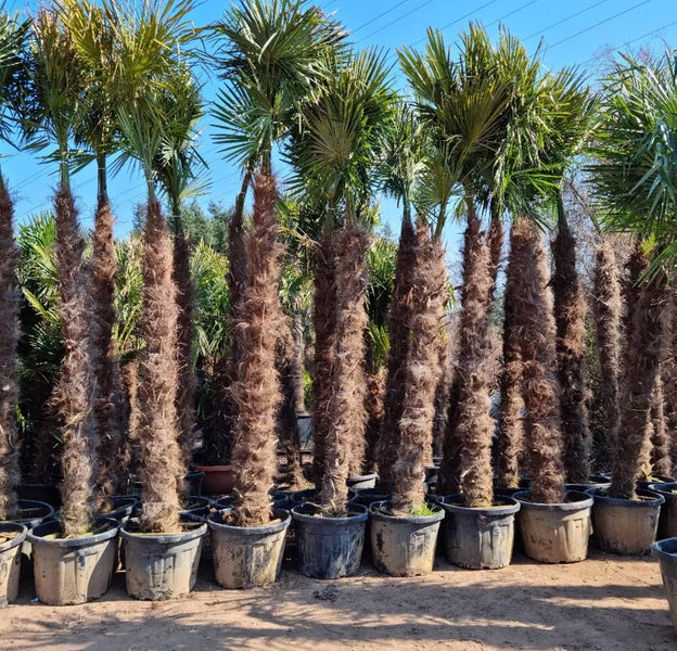 PALME TRACHYCARPUS FORTUNEI HÖHE 350CM Winterhärte: bis –19 °C (WHZ 7)