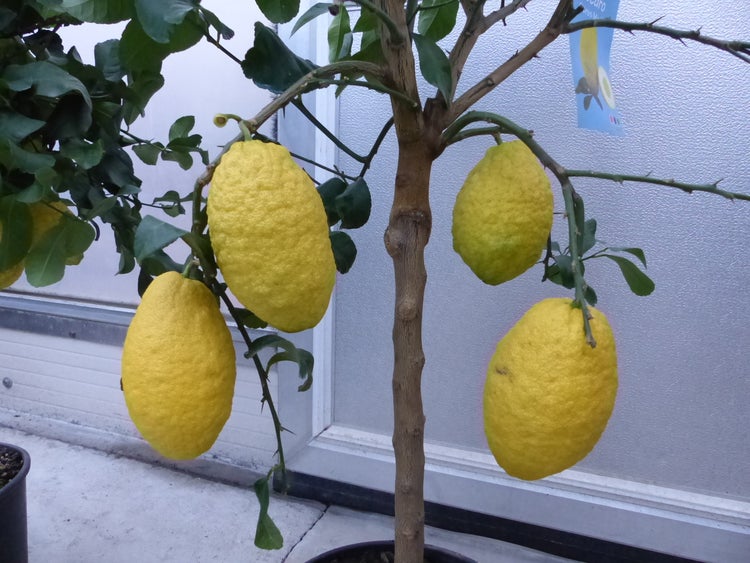 Zitronenbaum mit großen, gelben, ovalen Früchten mit rauer Schale und grünen Blättern an einem holzigen Stamm.