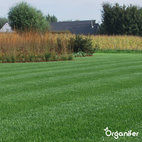 Algenkalk-Pulver - Reines Lithothamnium calcareum (5 kg für 250 m2) - Organifer