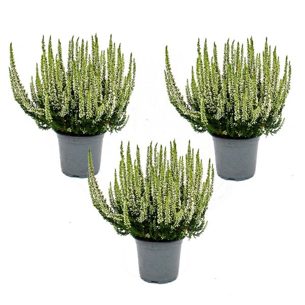 Calluna vulgaris - Set mit 3 Pflanzen - Besenheide - Heidepflanze - winterhart - 11cm Topf - weiss