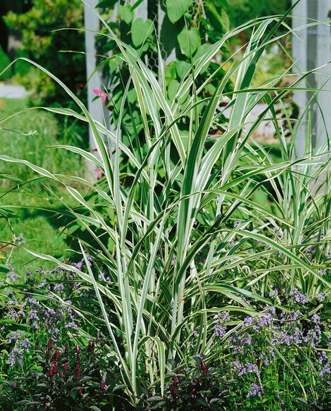 Miscanthus sinensis 'Cosmopolitan', Chinaschilf, grün-weiß, 3-5 L Container
