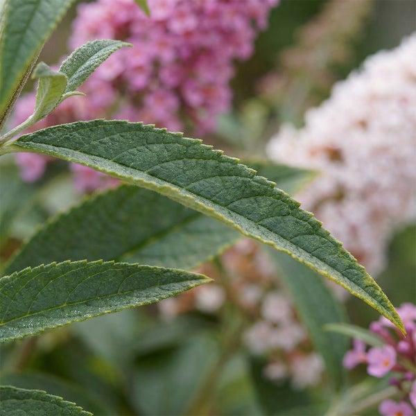 Nahaufnahme der Blätter eines Sommerflieders Buddleja davidii mit Blüten im Hintergrund.